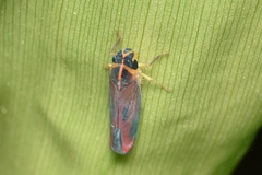 Cicadellini