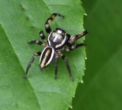 Eris militaris