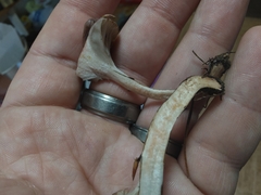 Gomphidius nigricans