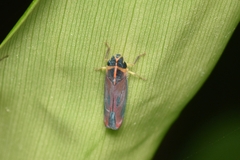 Cicadellini