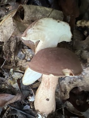 Austroboletus gracilis
