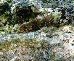 Stethojulis interrupta