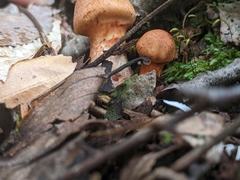 Cortinarius armillatus