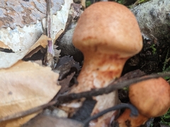 Cortinarius armillatus