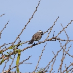 Amphispiza bilineata