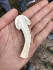 Agaricus xanthodermus