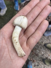 Agaricus xanthodermus