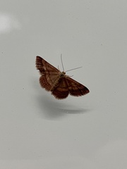 Scopula rubiginata