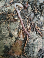 Lumbricus terrestris