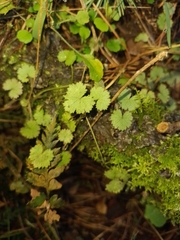 Hydrocotyle moschata