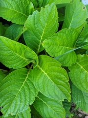 Hydrangea