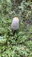 Coprinus comatus