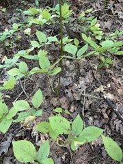 Cornus alternifolia