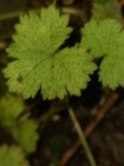 Hydrocotyle moschata