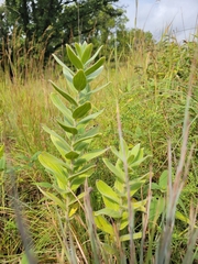 Lithospermum occidentale