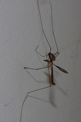 Tipula furca