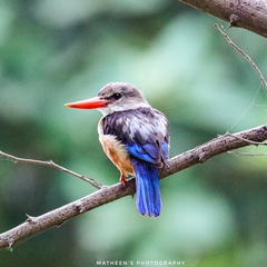 Halcyon leucocephala