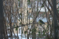 Parus major