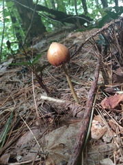 Entoloma luteum