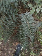 Polystichum oculatum