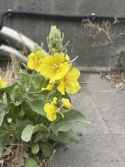 Verbascum phlomoides