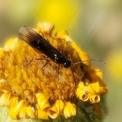 Braconidae