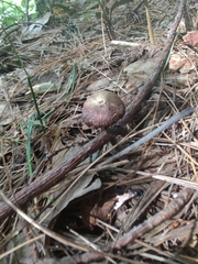 Entoloma luteum