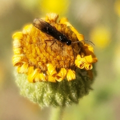 Braconidae