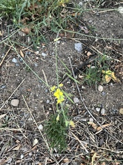 Verbascum phlomoides