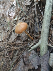 Entoloma luteum