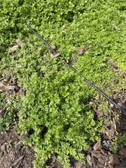 Lepidium didymum