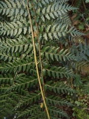 Polystichum oculatum