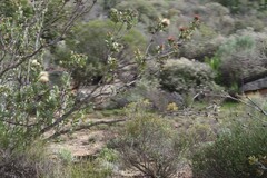 Protea glabra