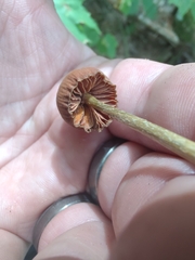 Entoloma luteum