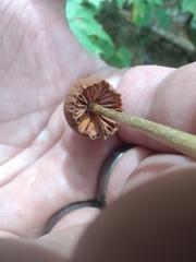 Entoloma luteum