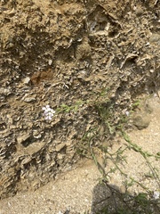 Cakile maritima