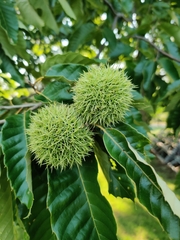 Castanea mollissima