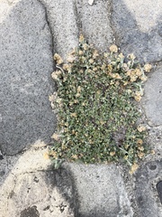 Helichrysum luteoalbum