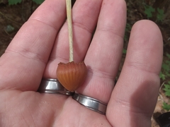 Entoloma luteum