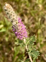 Dalea villosa