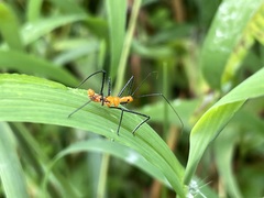 Zelus longipes