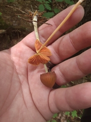 Entoloma luteum