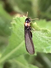 Kalotermes flavicollis