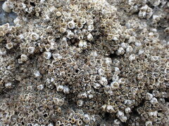 Balanus glandula