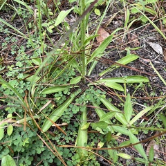 Carphephorus corymbosus