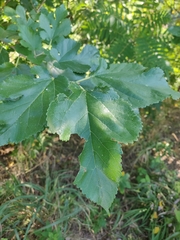 Moraceae