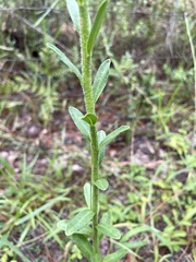Carphephorus corymbosus