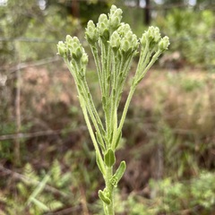 Carphephorus corymbosus