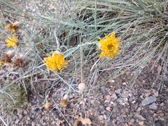 Thelesperma megapotamicum