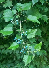 Ampelopsis glandulosa